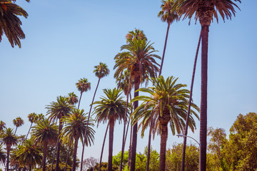 Palms of Beverly Hills Los Angeles California - 257239103
