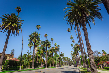 Typical palms along the street in Beverly Hills - 257239119