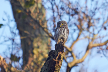 Eurasian pygmy owl (Glaucidium passerinum)