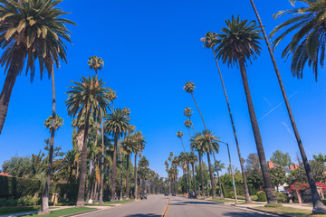 Famous Beverly Hills palms along the street in Los Angeles
