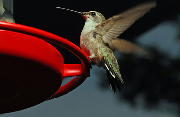 Female Ruby Throated Hummingbird perched on Feeder with Dark Background