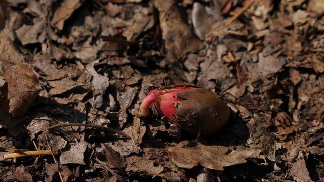 Germinating oak from acorn in natural environment - (4K)