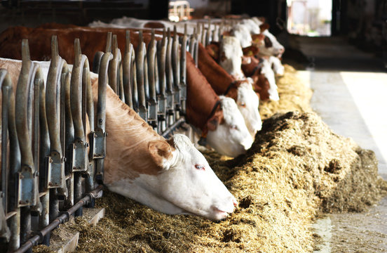 Row Of Simmental Cattle Eating