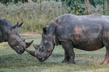 Obraz premium Fight Rhino in Ziwa Park