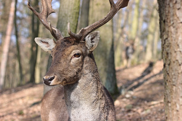 European Fallow Deer in the forest