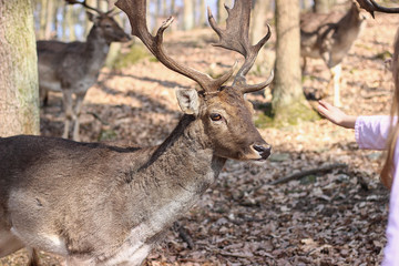 European Fallow Deer in the forest