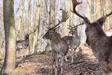 European Fallow Deer in the forest