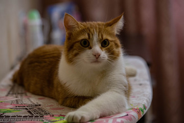 red cat posing