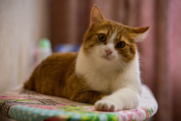 Fototapeta na wymiar red cat posing