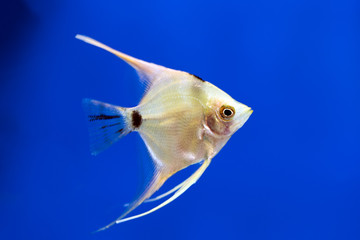 Angelfish (Pterophyllum scalare), macro