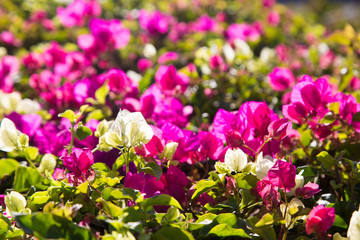 Fototapeta premium Bright flowers. Summer and spring background. Multicolored flowers in the sunlight.