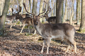 Naklejka na ściany i meble European Fallow Deer in the forest