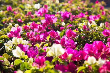 Obraz premium Bright flowers. Summer and spring background. Multicolored flowers in the sunlight.