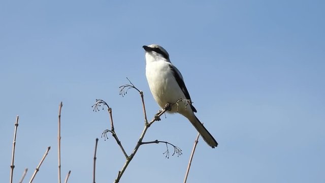 Raubw&uuml;rger (Lanius excubitor)