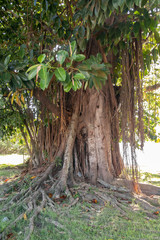 old fig tree, árvore figueira (Ficus elastica)