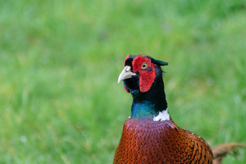 Pheasant in Garden
