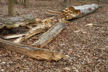 A big tree has fallen over and is slowly decaying. Photographed in a nature reserve.