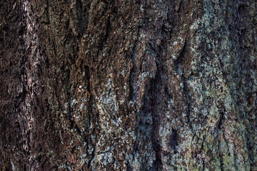 Bark Texture
