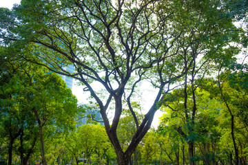 Beautiful and charming fresh green trees in park at midtown of city