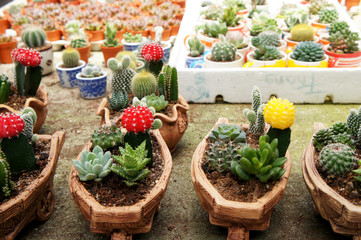Fototapeta na wymiar Selected focused on a group of small and colourful cactus planted in small plastic pots. The cactus will be used as indoor decoration. Sale to the customer as income for farmers. 