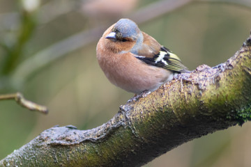bird on a branch