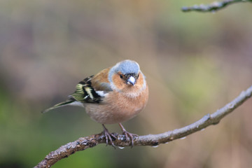 bird on a branch