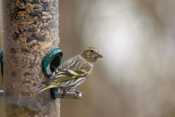 Bird feeding