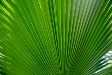 Obraz premium Texture of bright green tropical leaves. Summer vegetative background. Natural summer and spring background. Copy space.