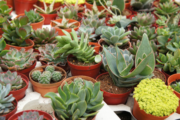 Obraz premium Selected focused on a group of small and colourful cactus planted in small plastic pots. The cactus will be used as indoor decoration. Sale to the customer as income for farmers. 