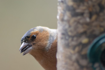 Bird Feeding