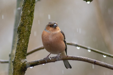 bird on a branch
