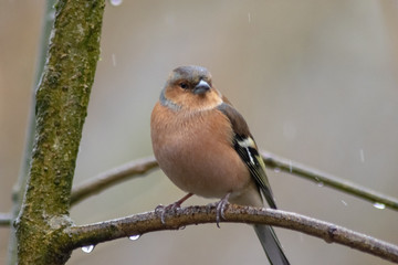 bird on a branch