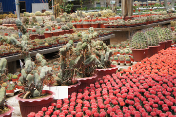 Selected focused on a group of small and colourful cactus planted in small plastic pots. The cactus will be used as indoor decoration. Sale to the customer as income for farmers.   