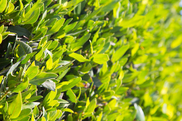 Texture of bright green tropical leaves. Summer vegetative background. Natural summer and spring background. Copy space.