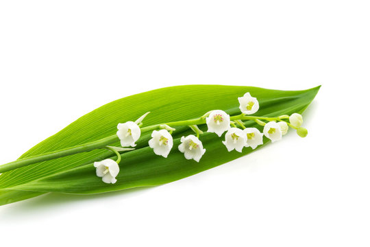 669 Best Premier Mai Images Stock Photos Vectors Adobe Stock