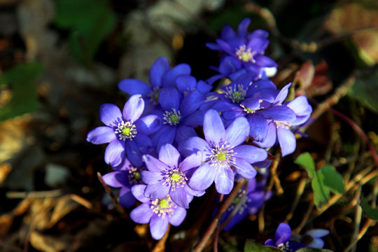 Przylaszczka / Hepatica nobilis / Liverwort