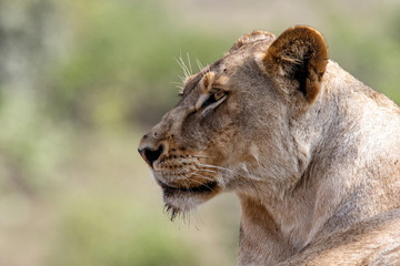Fototapeta na wymiar Portrait of a female lion in Sabi Sands Game Reserve in the Greater Kruger Region in South Africa