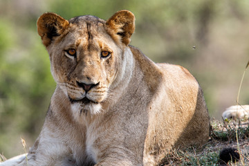 Portrait of a female lion in Sabi Sands Game Reserve in the Greater Kruger Region in South Africa