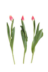 Set of tulips isolated on white background
