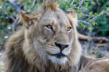Portrait of a male lion in Sabi Sands Game Reserve in the Greater Kruger Region in South Africa