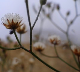 Blooming winter flower