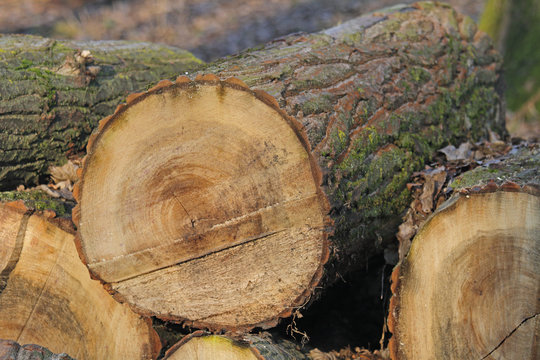 Holz