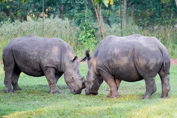 Obraz premium Rhihoceros fight in Uganda