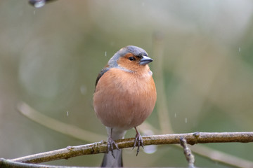 bird on a branch