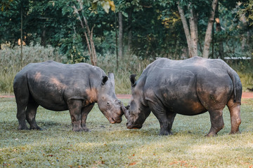 Rhihoceros fight in Uganda