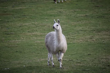 Fotobehang Llama on a field © Mike