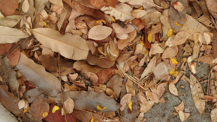 many dry leaf on ground in season change time
