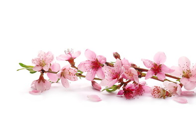Spring flowers isolated on white, with clipping path