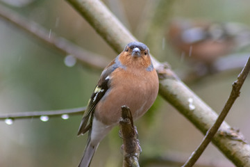 bird on a branch