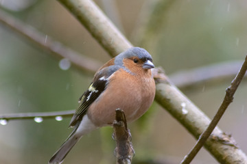 bird on a branch